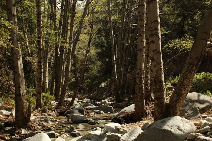 Angeles national forest